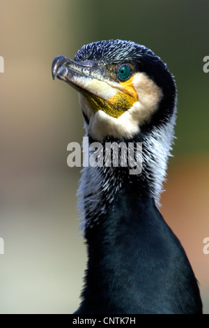 Grand Cormoran (Phalacrocorax carbo), portrait, Allemagne Banque D'Images