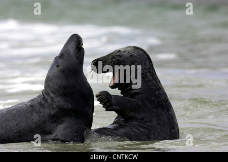 Phoque gris (Halichoerus grypus), deux jeunes se trouvant dans des eaux peu profondes, de jouer les uns avec les autres, l'Allemagne, Helgoland Banque D'Images