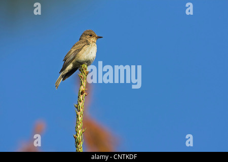 Spotted flycatcher (Muscicapa striata), en haut d'un pin, l'Allemagne, Rhénanie-Palatinat Banque D'Images