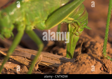 Grande Charte verte (Tettigonia viridissima) bushcricket, pondre des œufs, la partie arrière, l'Allemagne, Rhénanie-Palatinat Banque D'Images