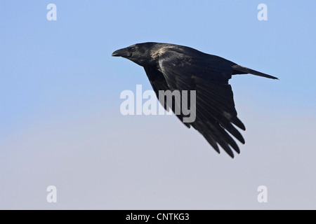 Hooded crow (Corvus corone cornix), voler, Allemagne, Schleswig-Holstein, Helgoland Banque D'Images