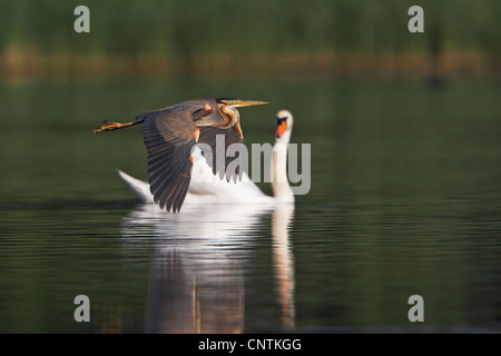 Héron pourpré (Ardea purpurea), passant d'un cygne muet, Allemagne, Rhénanie-Palatinat Banque D'Images