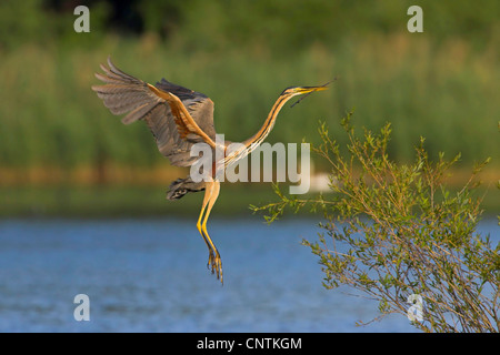 Héron pourpré (Ardea purpurea), l'atterrissage, l'Allemagne, Rhénanie-Palatinat Banque D'Images