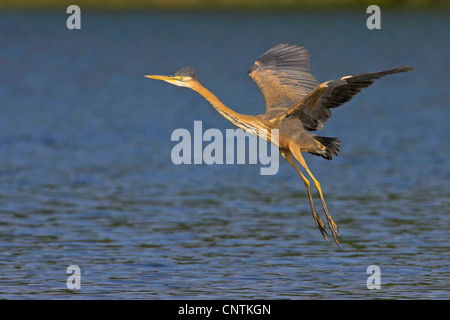 Héron pourpré (Ardea purpurea), au décollage, l'Allemagne, Rhénanie-Palatinat Banque D'Images