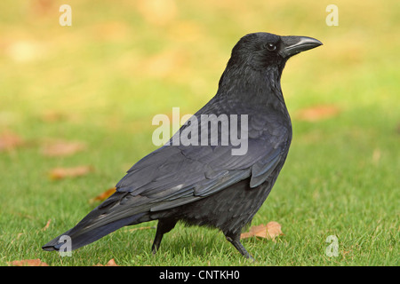 Corneille noire (Corvus corone), debout sur un pré, l'Allemagne, Bade-Wurtemberg Banque D'Images