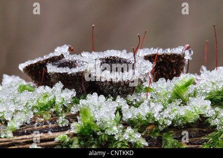 Nid d'oiseau à cannelures (Cyathus striatus), dans la région de moss avec des cristaux de glace, Allemagne, Rhénanie du Nord-Westphalie Banque D'Images