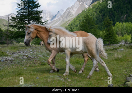 Cheval Haflinger (Equus przewalskii f. caballus), Cheval et poulain dans une prairie de montagne, l'Italie, le Tyrol du Sud Banque D'Images