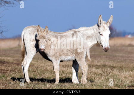 L'âne domestique (Equus asinus asinus. f), l'âne albinos, mare avec poulain, Autriche, Roma Banque D'Images