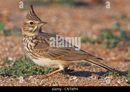 Thekla lark (Galerida malabarica Galerida theklae,), à l'arrière, Maroc Banque D'Images