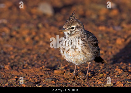 Thekla lark (Galerida malabarica Galerida theklae,), sur le terrain, au Maroc Banque D'Images