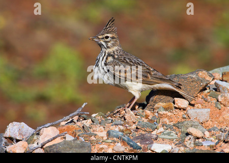 Thekla lark Galerida malabarica (Galerida theklae), fluffling, jusqu', Maroc Banque D'Images