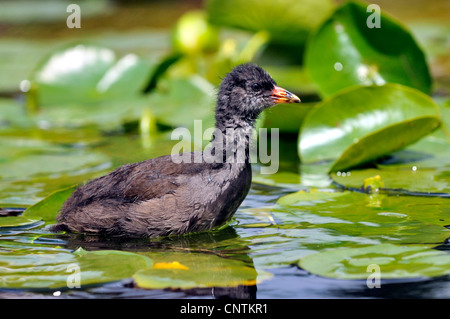 Gallinule poule-d'eau (Gallinula chloropus), chick parmi des nénuphars, Allemagne Banque D'Images