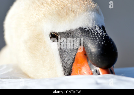 Mute swan (Cygnus olor), portrait d'un adulte avec le bec dans le plumage, Allemagne Banque D'Images