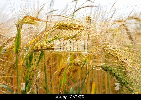 L'orge (Hordeum vulgare), l'orge oreilles, Allemagne Banque D'Images