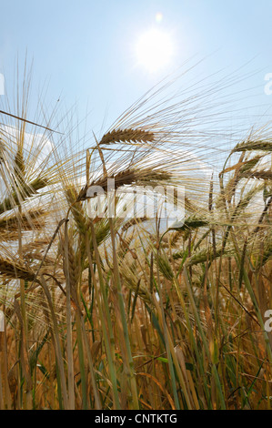 L'orge (Hordeum vulgare), l'orge oreilles, Allemagne Banque D'Images