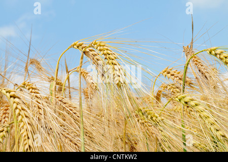 L'orge (Hordeum vulgare), l'orge oreilles, Allemagne Banque D'Images