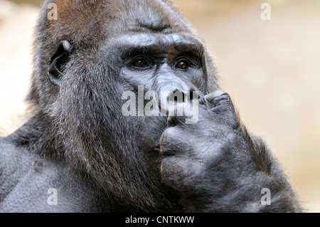 Gorille (Gorilla gorilla gorilla), portrait d'un adulte Banque D'Images