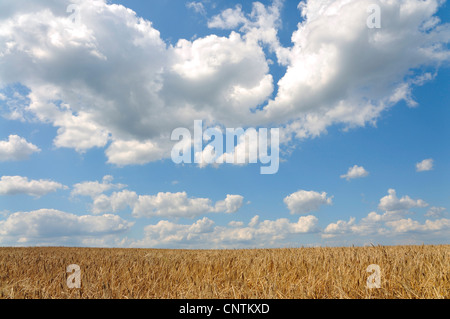 L'orge (Hordeum vulgare), ripe barley field, Allemagne Banque D'Images