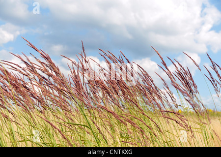 Petit bois-reed, actaeon (Calamagrostis epigejos), les graminées dans le vent, Allemagne Banque D'Images