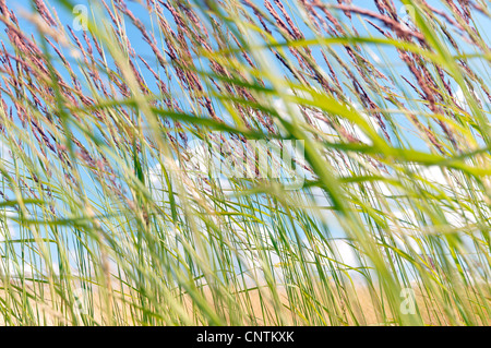 Petit bois-reed, actaeon (Calamagrostis epigejos), les graminées dans le vent, Allemagne Banque D'Images