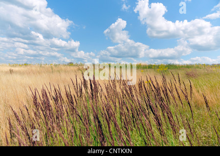 Petit bois-reed, actaeon (Calamagrostis epigejos), les graminées dans le vent, Allemagne Banque D'Images