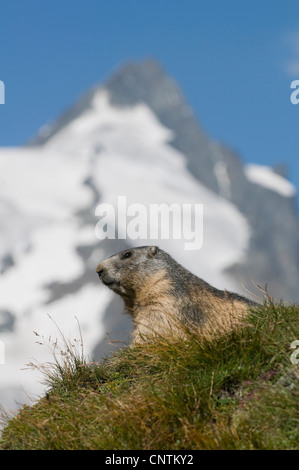 Marmotte des Alpes (Marmota marmota), sur un alpage en face de Grossglockner, Autriche, Roma, le Parc National du Hohe Tauern Banque D'Images