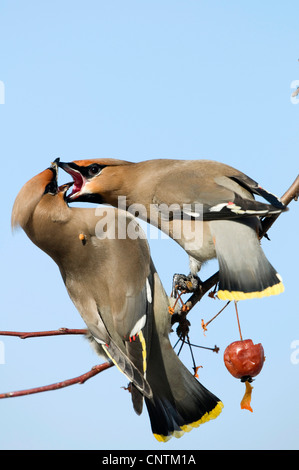 Jaseur boréal (Bombycilla garrulus), deux individus un conflit sur un apple, Germany Banque D'Images