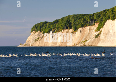 Mute swan (Cygnus olor), falaise de craie dans le Parc National de Jasmund, Allemagne, Mecklembourg-Poméranie-Occidentale, le Parc National de Jasmund, Ruegen Banque D'Images