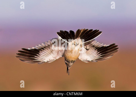 Bifasciated huppe alouette, Alouette (Alaemon alaudipes), l'atterrissage, Maroc Banque D'Images