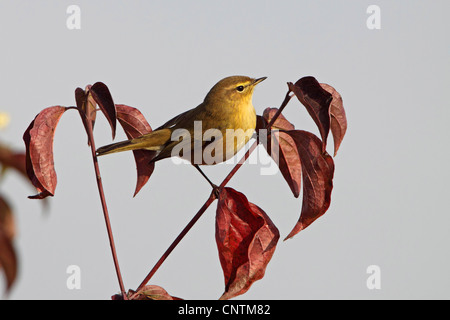 « Récent (Phylloscopus collybita), sur l'arbuste en automne, l'Allemagne, Rhénanie-Palatinat Banque D'Images