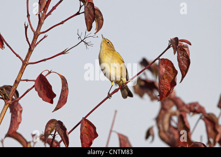 « Récent (Phylloscopus collybita), sur l'arbuste en automne, l'Allemagne, Rhénanie-Palatinat Banque D'Images