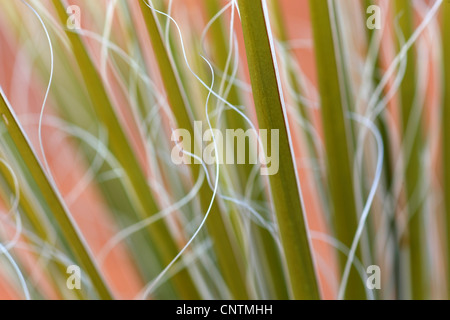 Yucca (Yucca spec.), les feuilles en macro shot, USA, Arizona, Glen Canyon National Recreation Area, Page Banque D'Images