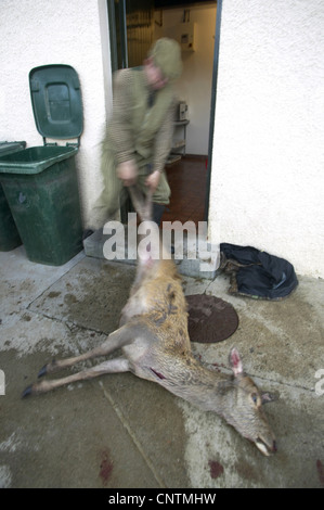 Red Deer (Cervus elaphus), Stalker tirant un cerf abattu dans un poste de découpe par les pattes, Royaume-Uni, Ecosse, Sutherland Banque D'Images