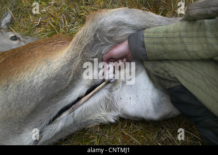 Red Deer (Cervus elaphus), Stalker tenant entre ses entrailles d'un hingers shot et ouvert animal, Royaume-Uni, Ecosse, Sutherland, Alladale Wilderness Réserver Banque D'Images