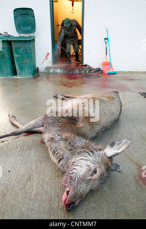 Red Deer (Cervus elaphus), Shot hind allongé sur le sol en béton en face d'un poste de découpe, Royaume-Uni, Ecosse, Sutherland Banque D'Images