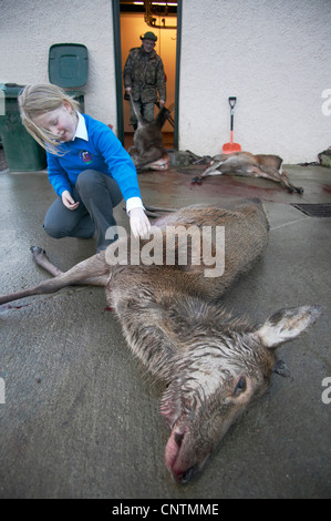 Red Deer (Cervus elaphus), little girl smiling en touchant un shot hind allongé sur le sol en béton en face d'un poste de découpe alors qu'un stalker est de tirer d'autres animaux dans le bâtiment par les pattes, Royaume-Uni, Ecosse, Sutherland Banque D'Images