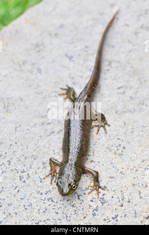 Le sud de l'Iguane pygmée (Triturus pygmaeus Newt marbré, Triturus pygmaeus mamoratus), assis sur une pierre, Portugal Banque D'Images