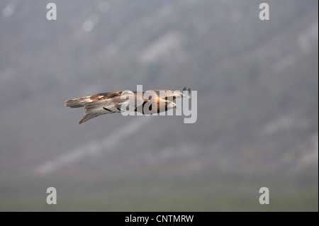 L'aigle royal (Aquila chrysaetos), en vol, Royaume-Uni, Ecosse, le Parc National de Cairngorms Banque D'Images