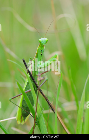 La prédation européenne (Mantis religiosa mantis), femelle verte, Italie Banque D'Images