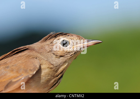 Nightingale (Luscinia megarhynchos), portrait, Allemagne, Sarre Banque D'Images