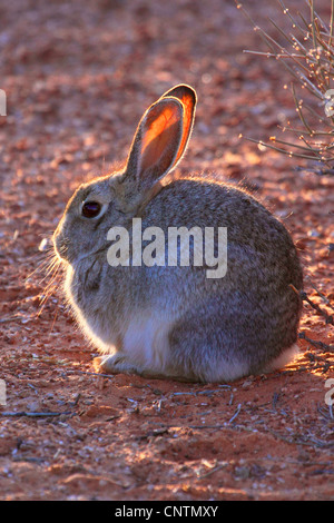 Désert, Désert de lapin de Nuttall (Sylvilagus audubonii lapin), assis, Arizona, USA Banque D'Images