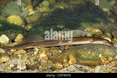 La lamproie de rivière, lampern, lamproie fluviatile (Lampetra fluvialis), homme, ont adhéré à une pierre, Allemagne, Sieg Banque D'Images