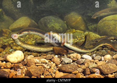 La lamproie de rivière, lampern, lamproie fluviatile (Lampetra fluvialis), la ponte, l'Allemagne, Sieg Banque D'Images