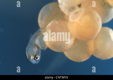 Miller's Thumb, chabot (Cottus gobio), l'œuf avec une larve éclose Banque D'Images