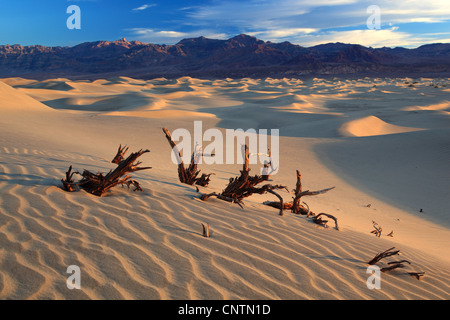Appartements Mesquite Sand Dunes, USA, Californie, Death Valley National Park Banque D'Images