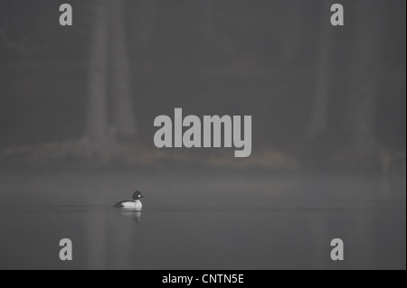 Le garrot d'islande, canard (Bucephala clangula), homme/drake sur miroir-calme lochan à l'aube, Royaume-Uni, Ecosse, le Parc National de Cairngorms Banque D'Images