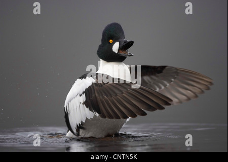 Le garrot d'islande, canard (Bucephala clangula), drake/mâle appelant et de battements d'aile, Royaume-Uni, Ecosse, le Parc National de Cairngorms Banque D'Images