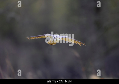 L'Autour des palombes (Accipiter gentilis), en vol au-dessus du défrichement des terres forestières, Royaume-Uni, Ecosse, le Parc National de Cairngorms Banque D'Images