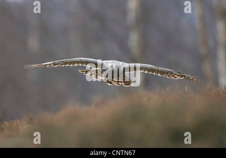 L'Autour des palombes (Accipiter gentilis), en vol au-dessus du défrichement des terres forestières, Royaume-Uni, Ecosse, le Parc National de Cairngorms Banque D'Images