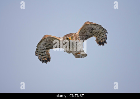 Busard Saint-Martin (Circus cyaneus), femelle adulte en vol, Royaume-Uni, Ecosse, Sutherland Banque D'Images
